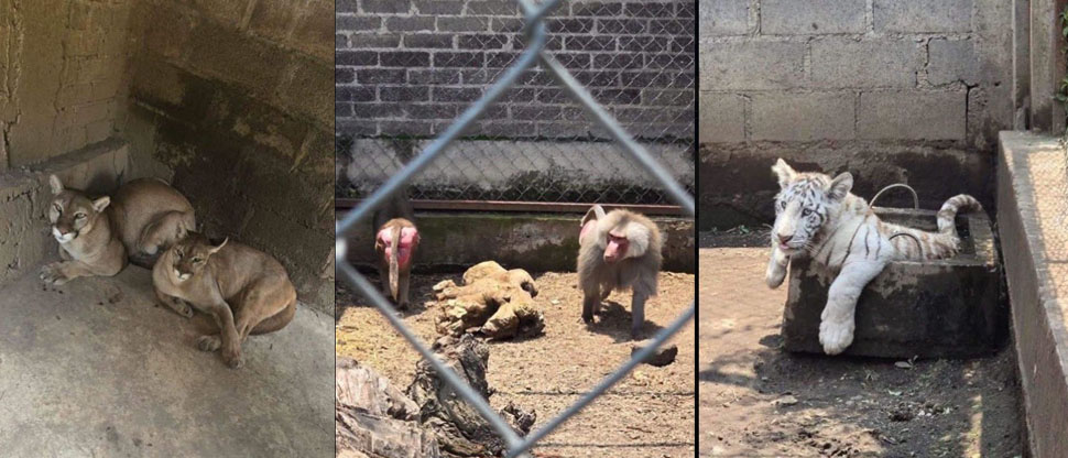 México: rescatan animales exóticos que vivían en jaulas y en condiciones de maltrato