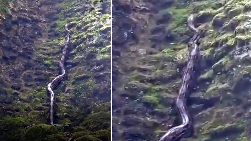 Avistan enorme serpiente en parque arqueológico El Tikal, Guatemala