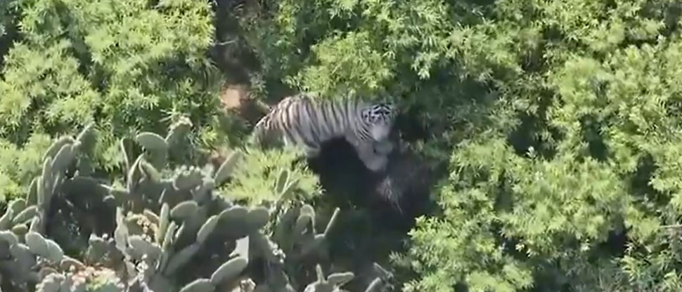México: Localizan al tigre de Bengala que se escapó de un refugio en Tepetlaoxtoc