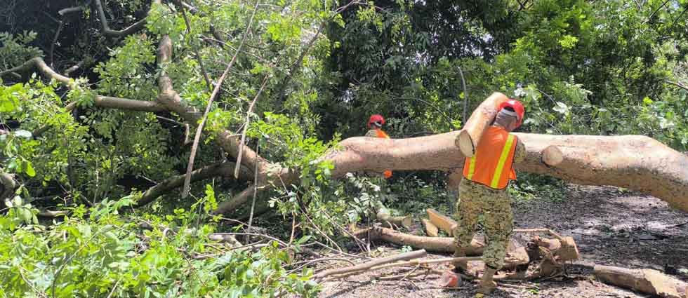 Militares remueven enorme árbol que obstruía paso en calle principal de una zona rural en La Libertad