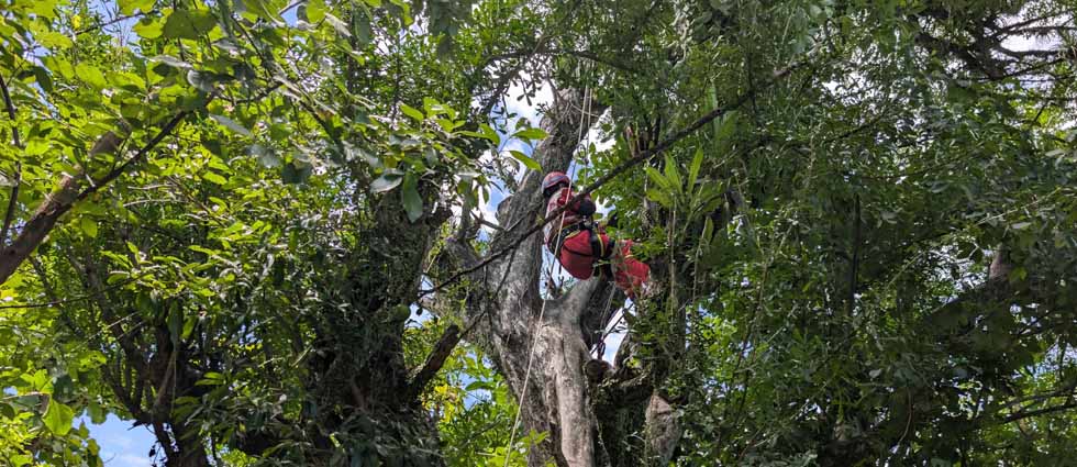 Joven se quita la vida en un árbol de unos 14 metros de altura en Quezaltepeque