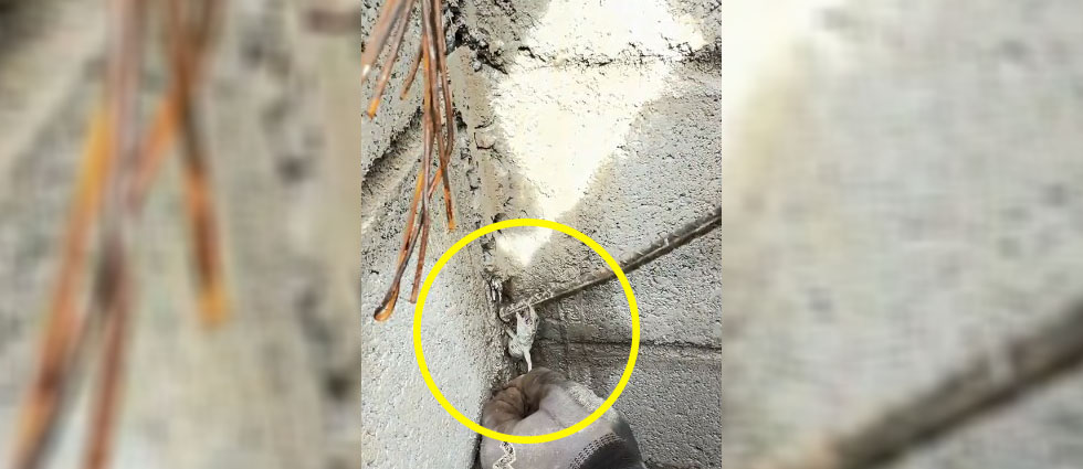 Trabajadores intentan salvar a una iguana atrapada en cemento en una construcción