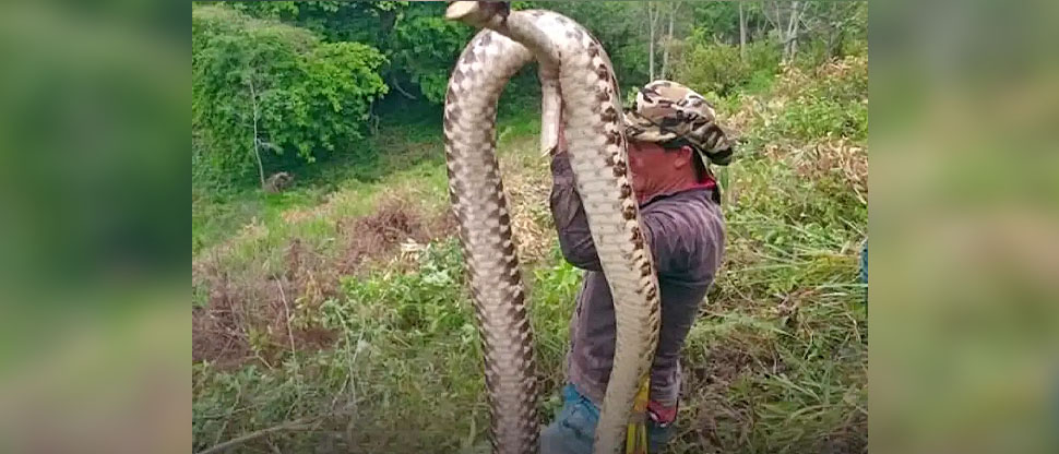 Trabajadores agrícolas hallan gigantesca serpiente en finca de Tocoa, Colón
