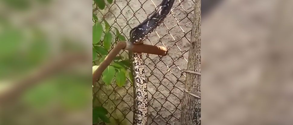 Familia acude por auxilio tras localizar enorme serpiente en el patio de su vivienda
