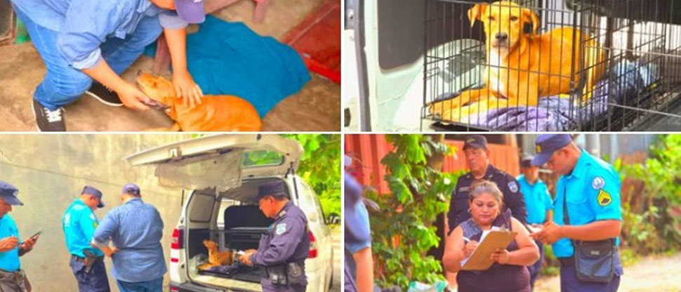 Alcaldía rescata a perrito en condición de riesgo en Cuscatancingo