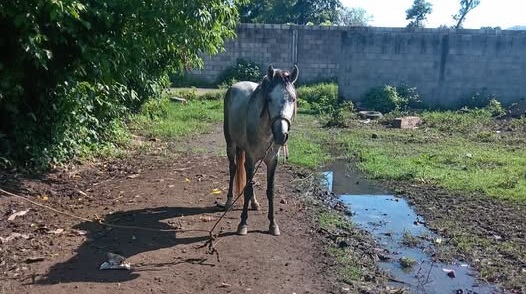 Denuncian que un caballo fue dejado abandonado en Planes del Ranchador Santa Ana