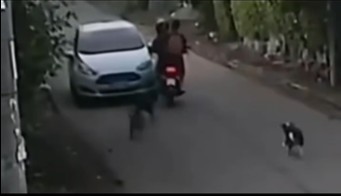Captan instante cuando motociclista choca contra carro al tratar de escapar de una jauría
