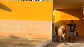 Viralizan video de joven saliendo de motel con una vaca