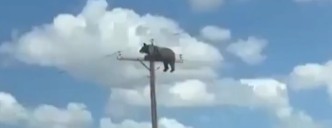 Oso se vuelve viral tras ser captado en la punta de un poste en Estados Unidos