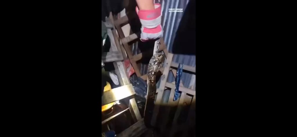 Rescatan a culebra de 1.5 metros de longitud que se refugiaba en el techo de un casa en Suchitoto