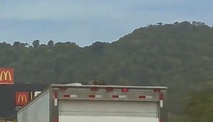 Tacuazín se viraliza tras ser captado viajando en el techo de un camión