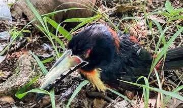 Rescatan tucán que presentaba lesiones que le impedían volar