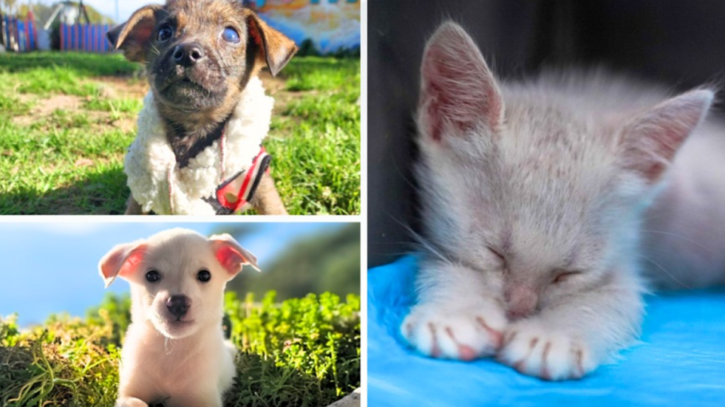 Alcaldía capitalina anuncia nueva jornada de adopciones en Parque Maquilishuat