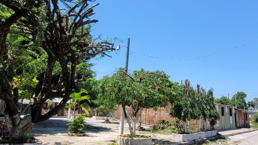 Realizan poda preventiva en respuesta a una petición ciudadana