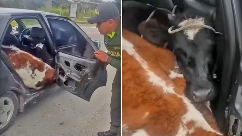 Colombia: policías localizan dos vacas que eran transportadas en un vehículo