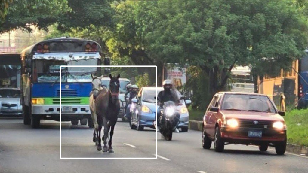 Reportan par de caballos sueltos sobre el Bulevar del Ejército
