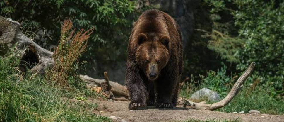 Japón: instalan 800 cámaras en las montañas ante el aumento de los ataques de osos