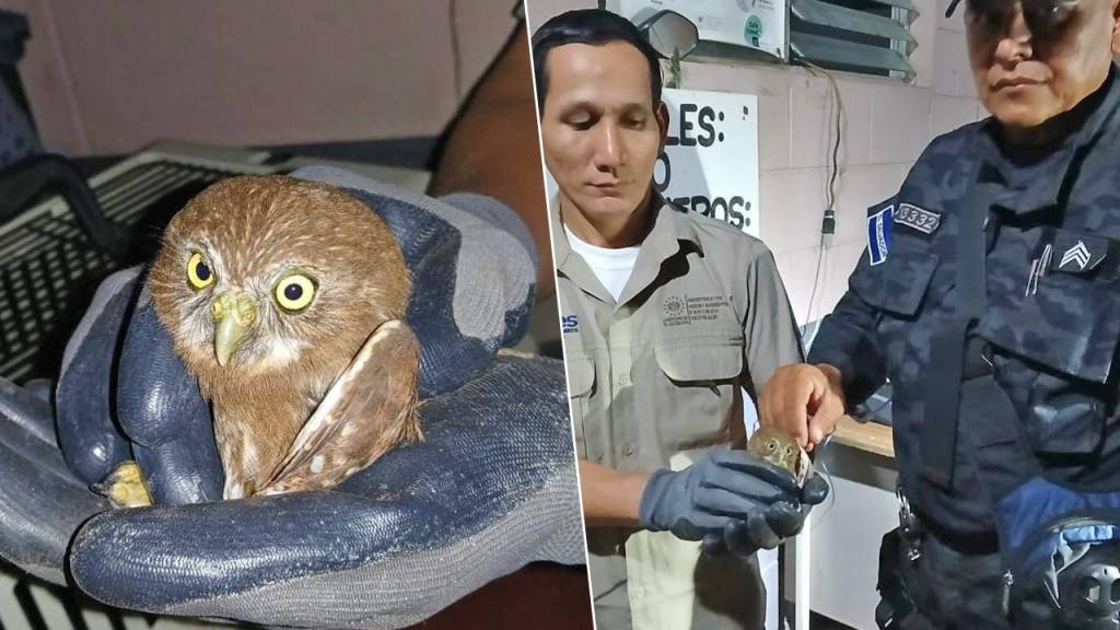 Rescatan una aurora que fue lesionada de una de sus alas en Metapán