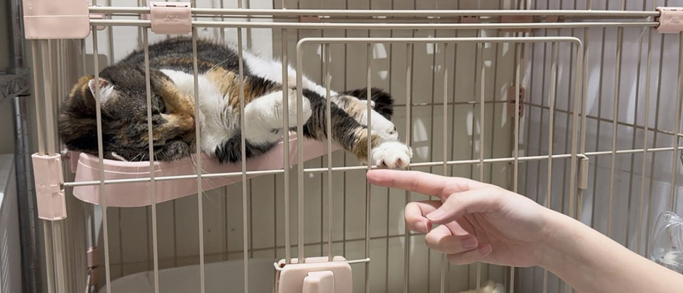 Rescatan 25 gatos que quedaron sepultados en un centro comercial tras terremoto en Japón