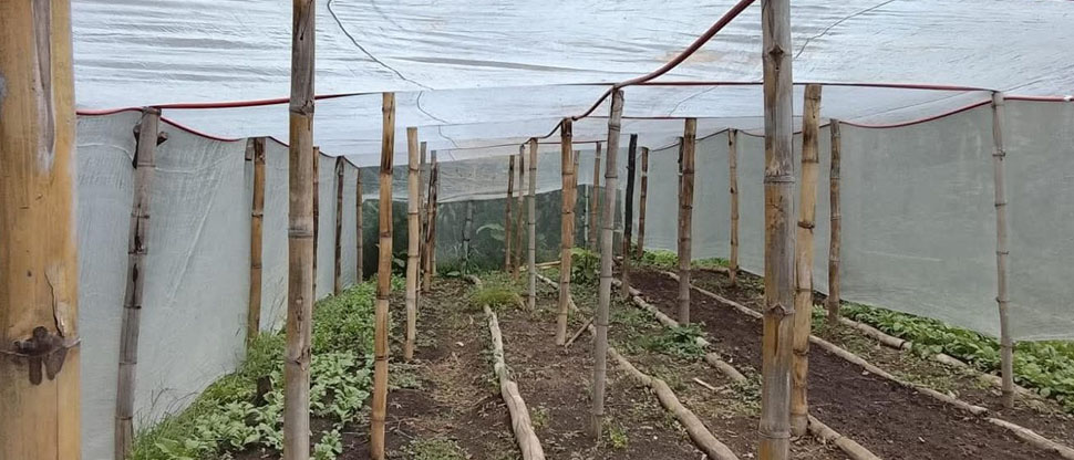 Impulsan la agricultura sostenible en el lago de Coatepeque