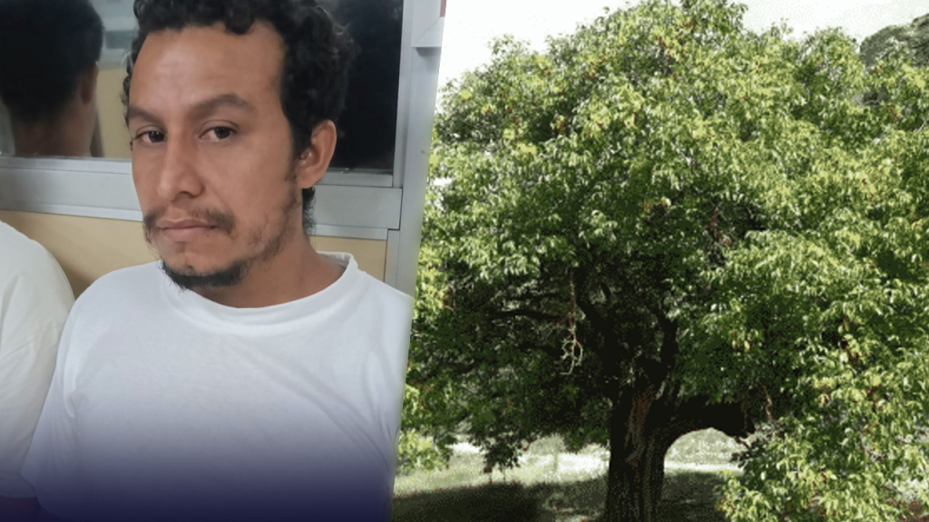Presentan ante la justicia a sujeto que taló un árbol de Nogal en Santa Ana