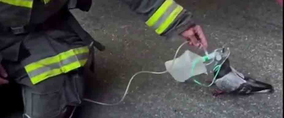 Auxilian a paloma que tenía «problemas respiratorios» tras inhalación de humo