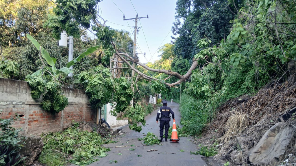 Reportan paso cerrado tras caída de árbol en Coatepeque, Santa Ana
