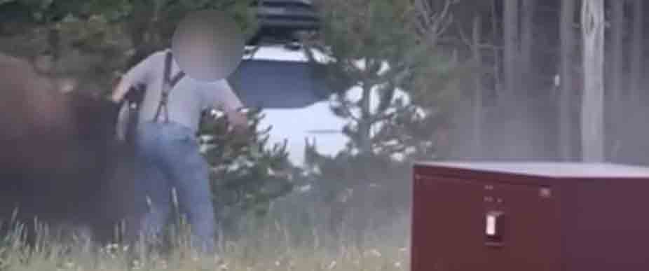 EEUU: turista resulta lesionado tras ataque de bisonte en el Parque de Yellowstone