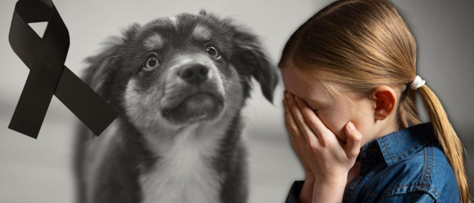 Argentina: «Era mi único amigo»: Niña rompe en llanto tras la muerte de su perro envenenado
