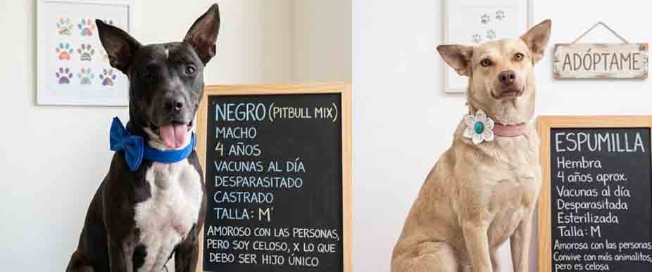 Se viene jornada de adopción de peluditos en Santa Tecla