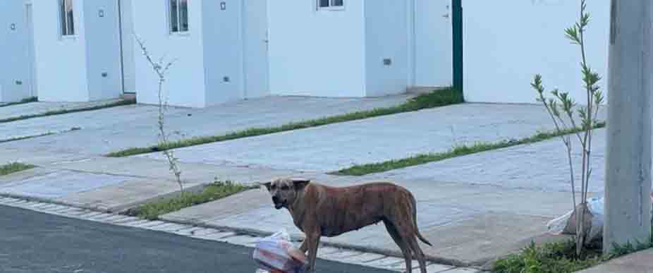 Residentes de Ciudad Marsella no quieren ver perros callejeros