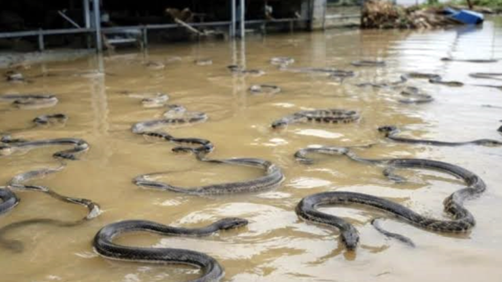 Pánico por fuga de serpientes venenosas tras inundaciones en China