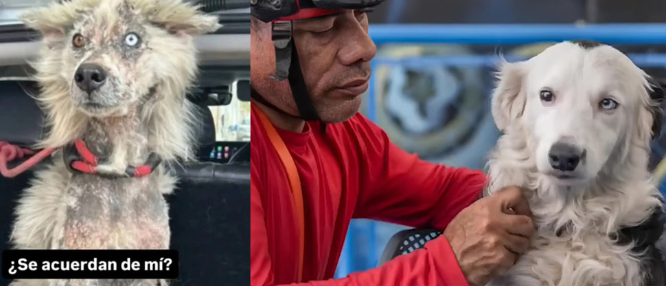 Esta es la historia de “Tsunami” el perrito que fue abandonado y ahora rescata personas en Venezuela