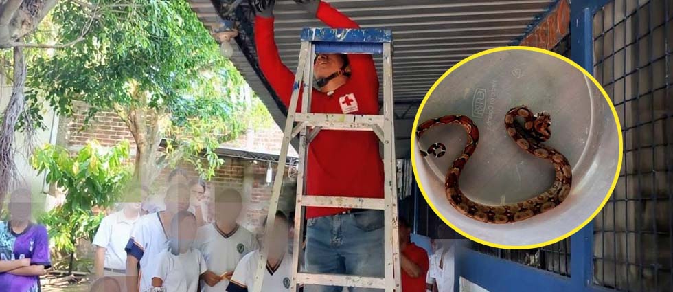 Desalojan a pequeña Boa imperator de un centro escolar en Quezaltepeque