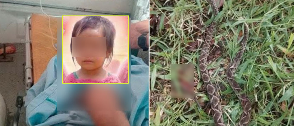 Niña de cuatro años fallece tras ser mordida por una serpiente venenosa