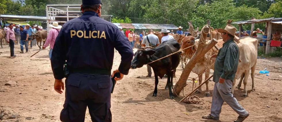 PNC verifica que venta de ganado en tiangue de La Paz se realice con normalidad