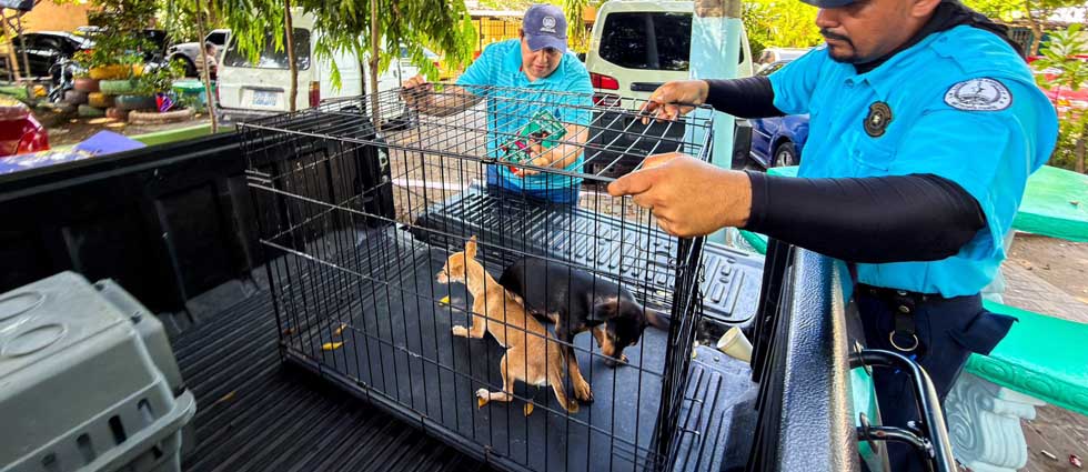 Rescatan a dos perritos tras denuncia ciudadana en San Salvador