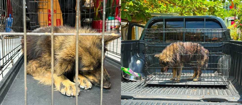Alcaldía de San Salvador Centro rescata a perrito tras una denuncia ciudadana