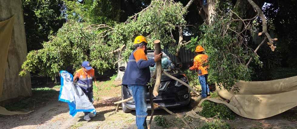 Rama de gran tamaño cae sobre vehículo en Santa Tecla