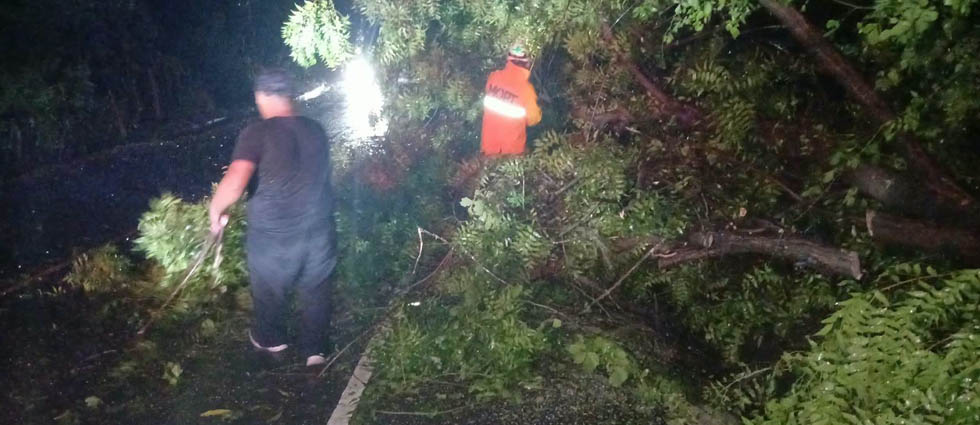 Árbol de gran tamaño cae y obstruye carretera hacia San Isidro Lempa