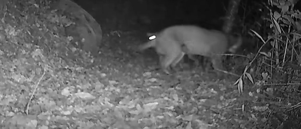 MARN comparte emotivo video de pumas captados en área protegida de El Salvador