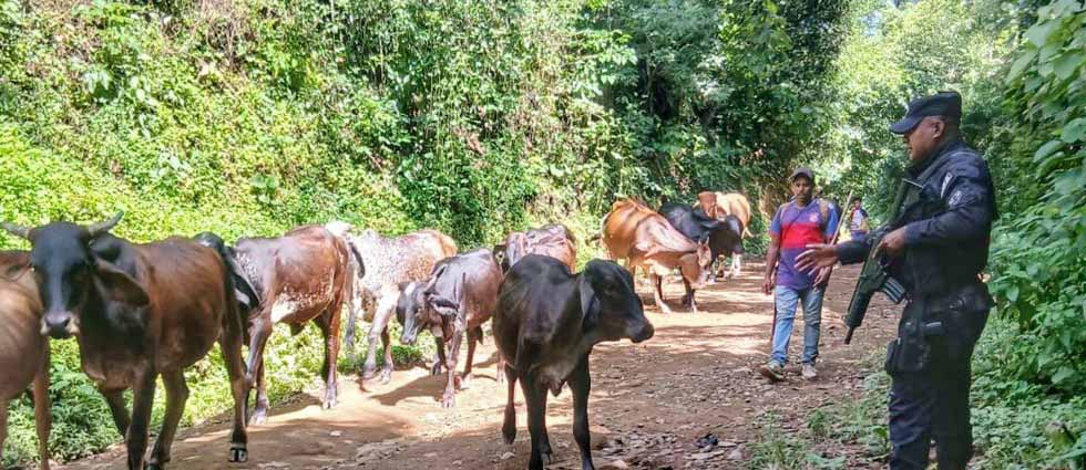 PNC mantiene constantes patrullajes en zonas rurales y ganaderas de El Salvador