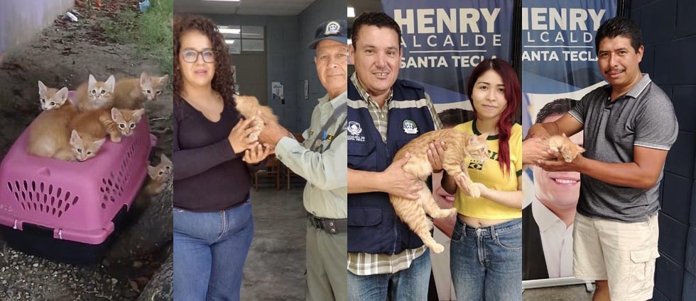 Población responde y adopta a gatitos abandonados en El Cafetalón: «Solo queda un gatito»