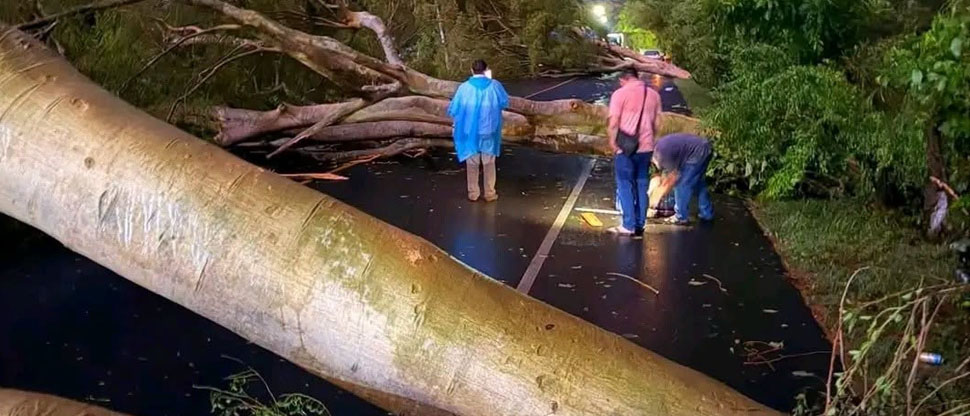 Tormenta con fuertes vientos provocan la caída de varios árboles en carretera Litoral