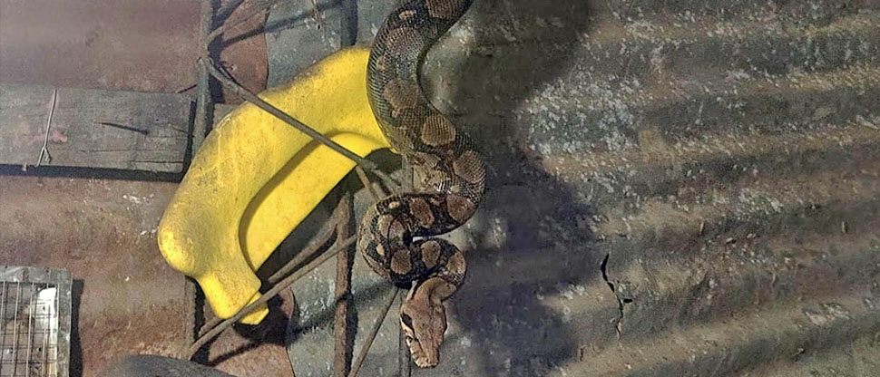 Familia de Soyapango se lleva tremendo susto al encontrar una culebra en su vivienda