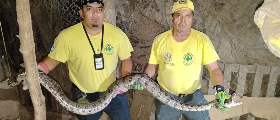 Enorme serpiente se mete a una vivienda y provoca tremendo susto a una familia en Nejapa