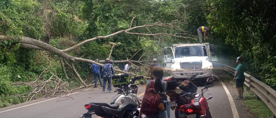 Reportan árbol de gran tamaño caído en una transitada carretera de Ahuachapán
