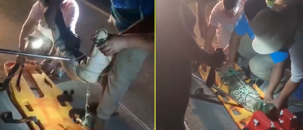 Caimán sorprende a habitantes de una colonia de Sonsonate