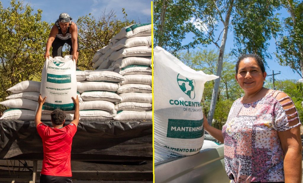 MAG continúa apoyo a ganaderos afectados por el fenómeno de El Niño