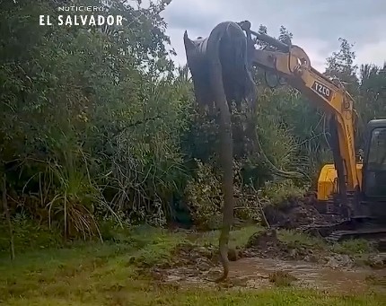 Operador de retroexcavadora se lleva el susto de su vida tras encontrar una serpiente gigante
